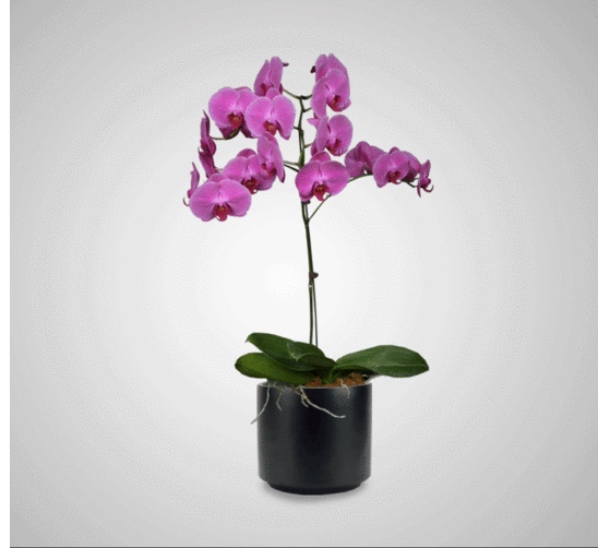 orchid-interior-plantscapes